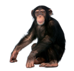 Official Monkey Group <3