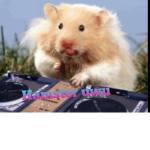 The 1st hamster squad