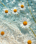 Little Daisy's!