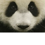Yo panda