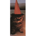 Sus cat bog