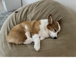 Corgi rules