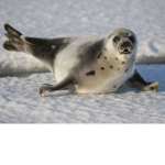 A Seal Group