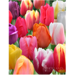The Tulips have arrived