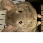 Chinchilla that’s Chinchilla