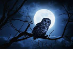 Moon Night Owls