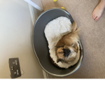 Chihuahua Fanclub
