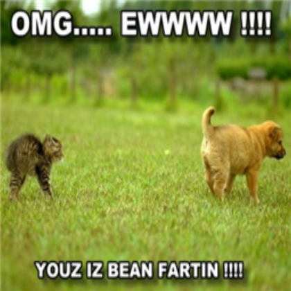 funny cat Roblox decal