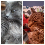 Cat Lu v e r s The Group