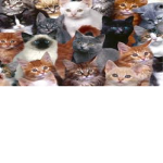 the main cat