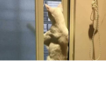 yt닉스의 그룹
