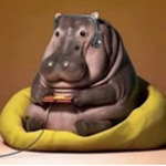 Hippos With Internet Access