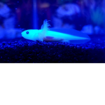 the official roblox axolotl group