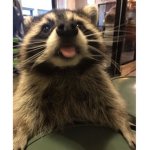 Raccoonwanters