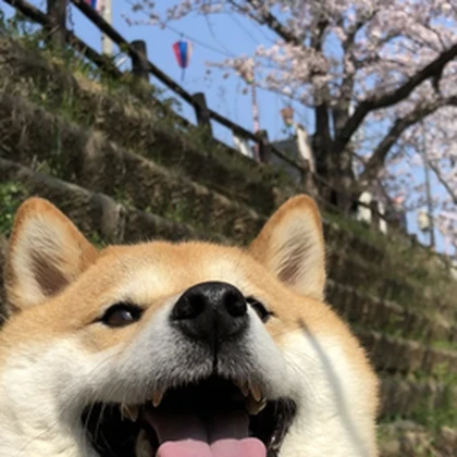 Doge project Roblox group icon