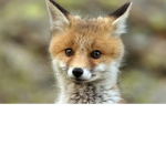 Foxy_Fox Club