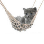 we r kittehs