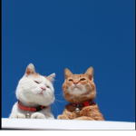 !Kats! ・ω・
