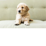 CUTE dog GANG!!!