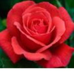 Leaf and Petal