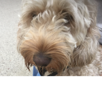 DOGS RULE YEAH