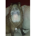 capybara army for life