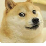 Doge school!!!!
