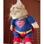-*CAT ARMY*-