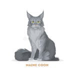 Maine coon Cat-s United