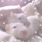 Aesthetic Rat's