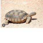 Theamazingtortoisegang