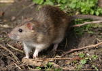 the rat queens cave