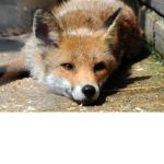 Fox fans for lifes