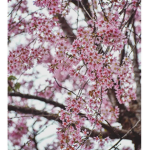 •Cherry Blossom•