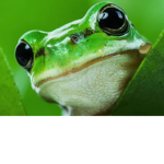 Froggy_Family