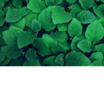 Planty Planters