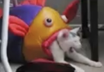 Emoji sum lala