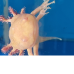 Axolotl Fans, People, and Rulers!