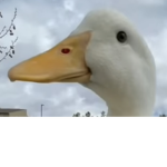 Team Quacklz For Life
