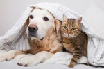 The dogycat group