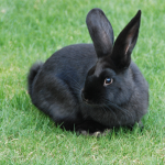 bunny world!