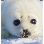 WE LOVE SEALS SO MUCH
