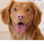 Doggy love clue