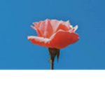 F a c e s I n T h e C r o w d 群 衆 の 中 の 顔