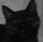 Kawaiii$CAT