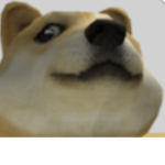 The DogeClan