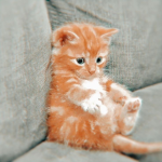 ~cats forever!~