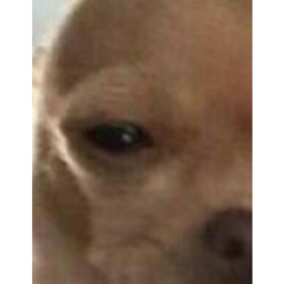 DOG🐶