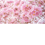 PINK FLOWERR