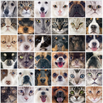 awesome animal army